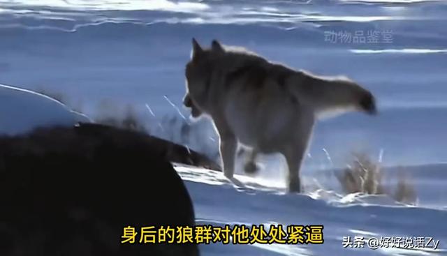 北川是唯一掏狼崽子反而让自己有了国家编制的熊猫