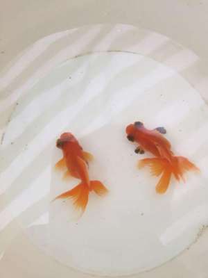 yy黄鳝女主播视频(小池塘玩直播，教你怎么用可乐瓶抓黄鳝)