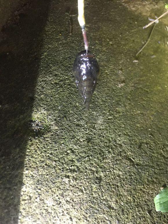 小池塘玩直播，教你怎么用可乐瓶抓黄鳝