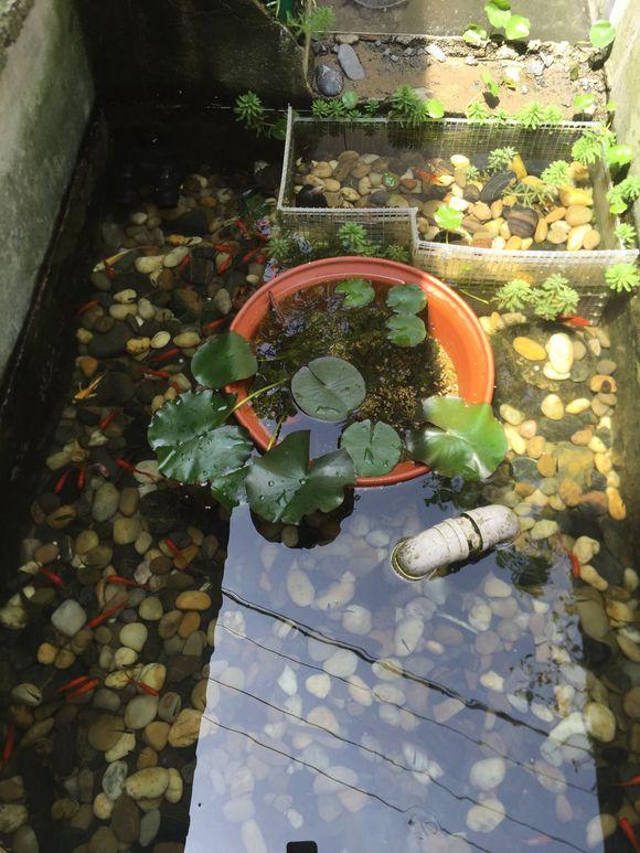 小池塘玩直播，教你怎么用可乐瓶抓黄鳝