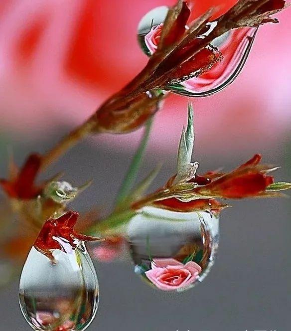 《露珠》儿童主播:熊思颜~明星小主播团队诵读作品展播