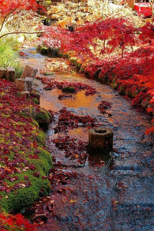 秋霞枫情，唯美时光