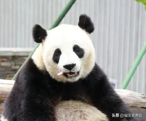 大熊猫张卡,这就是传说中半夜还在热舞的 Queen 卡!
