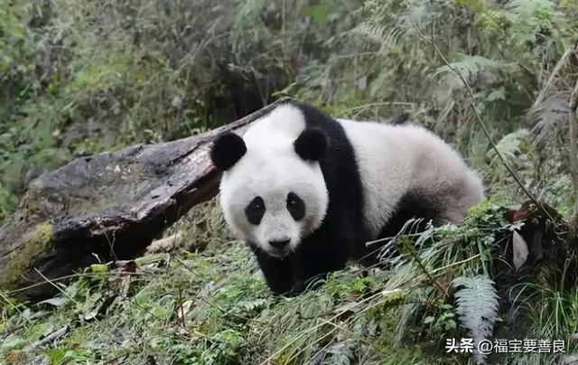 大熊猫张卡,这就是传说中半夜还在热舞的 Queen 卡!