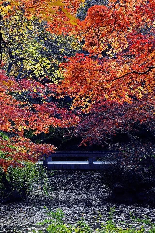 秋霞枫情，唯美时光