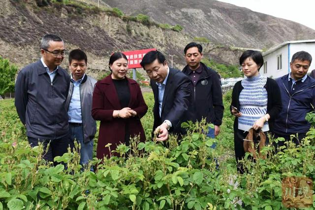 2021天府人物推介丨小金“玫瑰姐”陈望慧：一朵玫瑰带富千万家