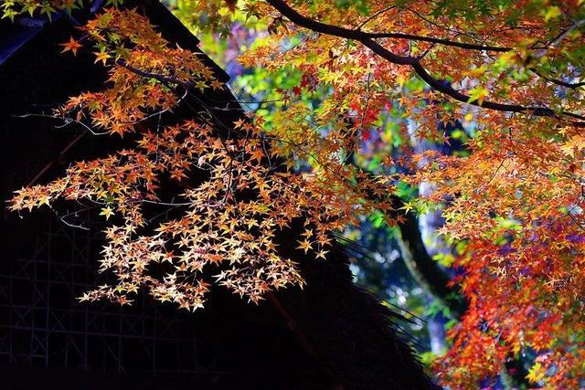 秋霞枫情，唯美时光