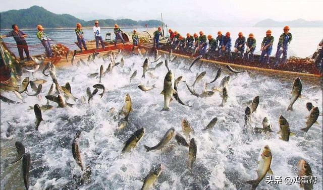 畜牧业饲养与管理——家禽养殖，农村养殖什么项目赚钱?