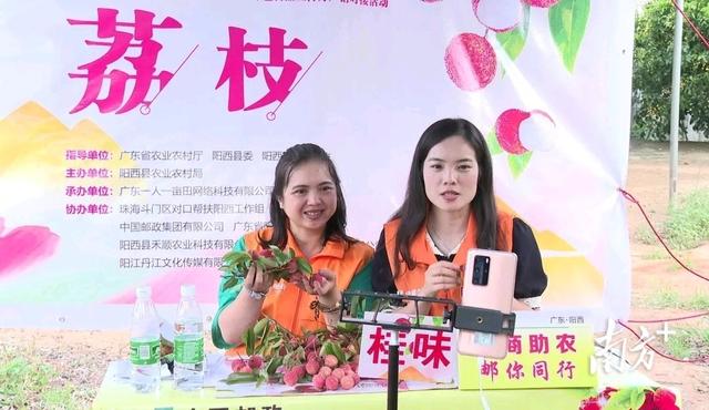 红荔飘香!网络直播助推阳西荔枝产销对接