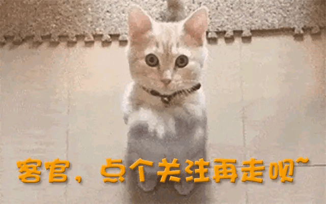 NBA的“潜规则”啦啦队不准穿内裤只是其中之一,球迷:很合理
