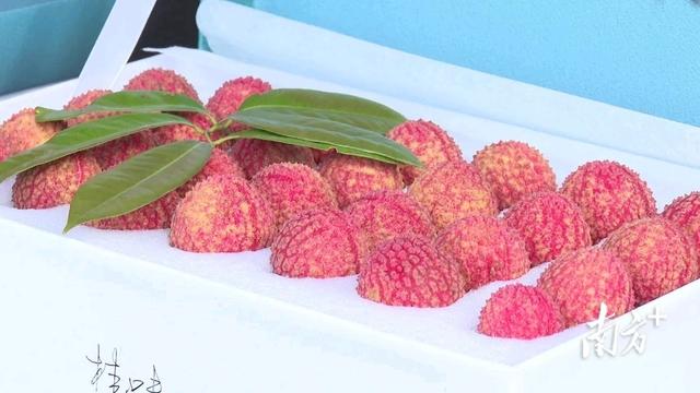 红荔飘香!网络直播助推阳西荔枝产销对接