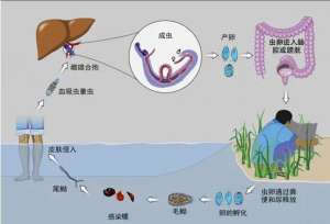 男子湖里游泳后出现血尿症状，竟是这种虫子“作祟”！预防方法→
