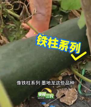 抱冬瓜睡觉能降温?但千万别选错品种