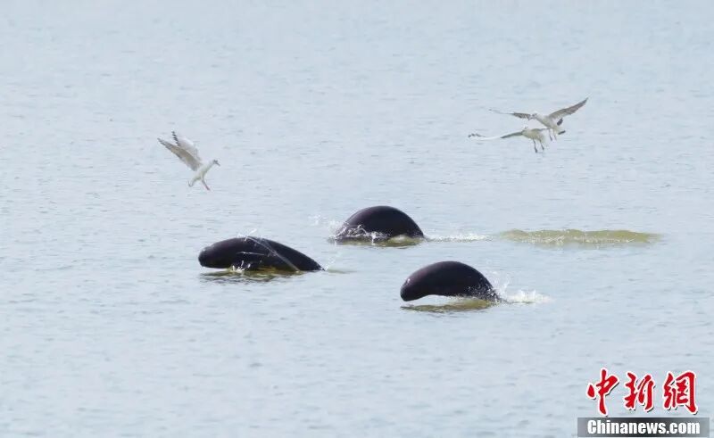 图为南昌“江豚湾”,江豚和江鸥嬉戏。 余会功 摄.jpg