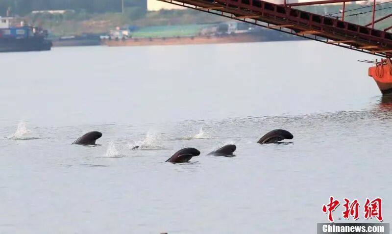 图为在南昌“江豚湾”,江豚成群嬉戏。余会功 摄.jpg