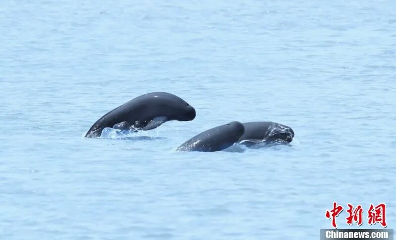 图为在南昌“江豚湾”,江豚成群嬉戏。 余会功 摄.jpg
